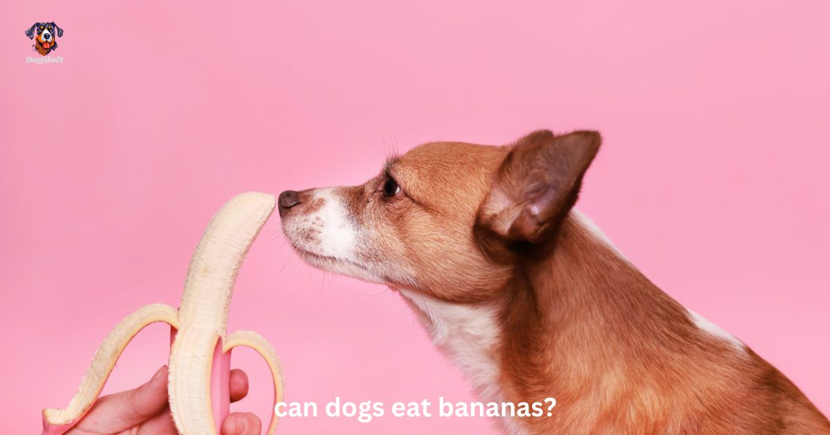 dogs eat bananas