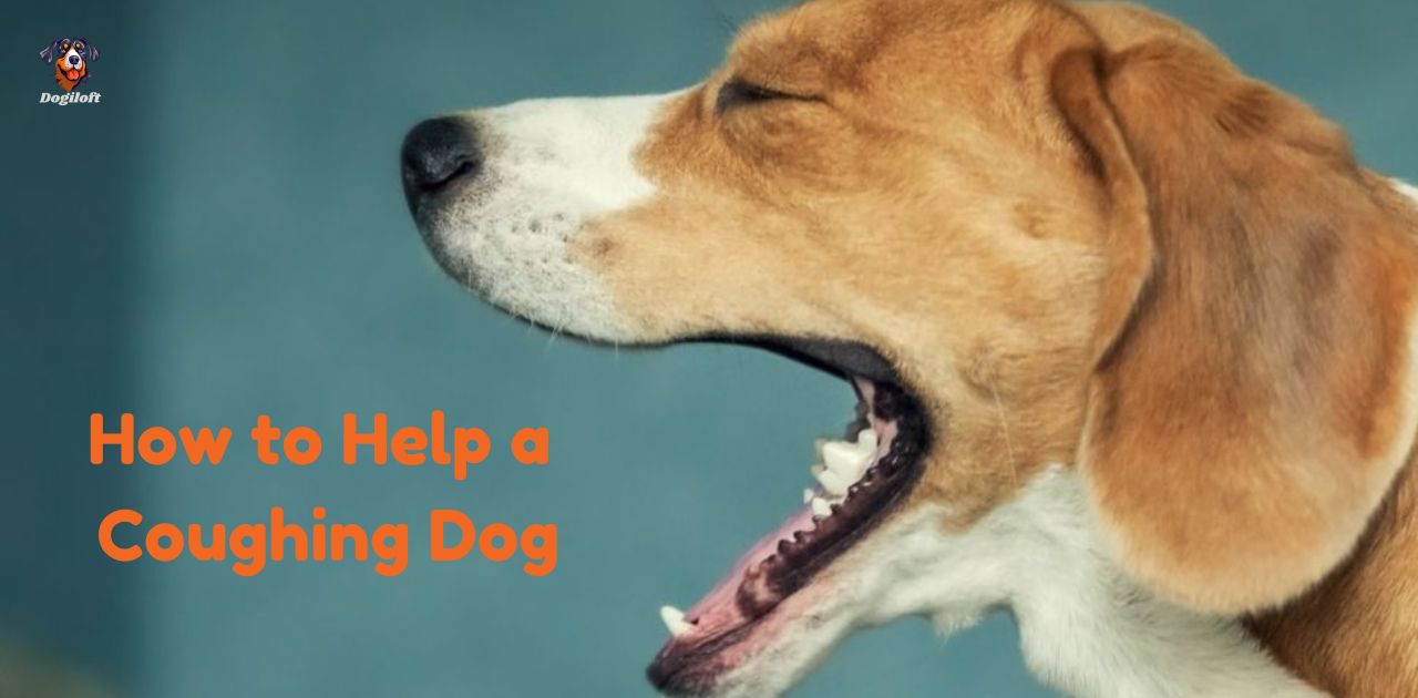 How to Help a Coughing Dog