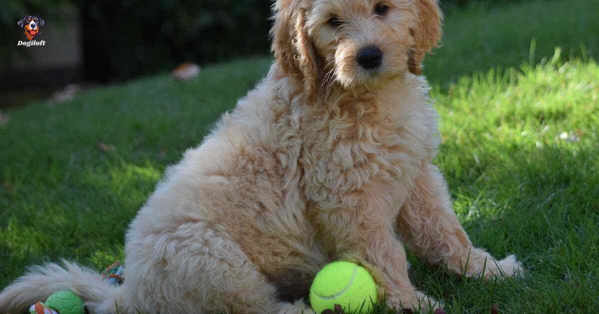 All About Australian Labradoodles