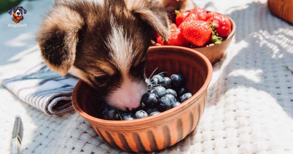 Are Blueberries Good for Dogs?