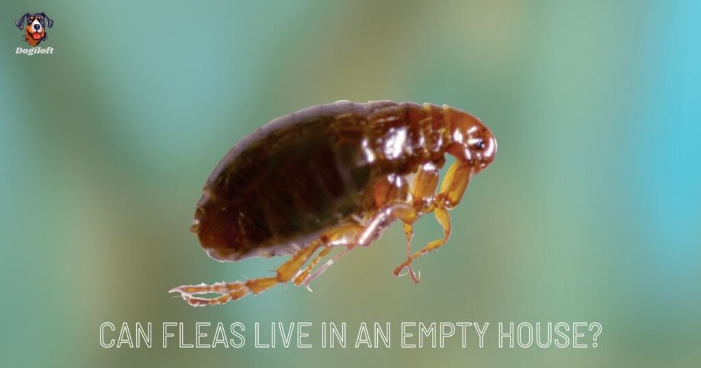 Can fleas live in an empty house?