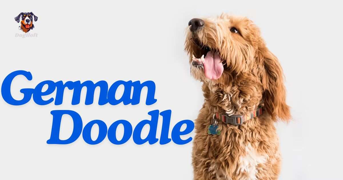 German Doodle Dogs