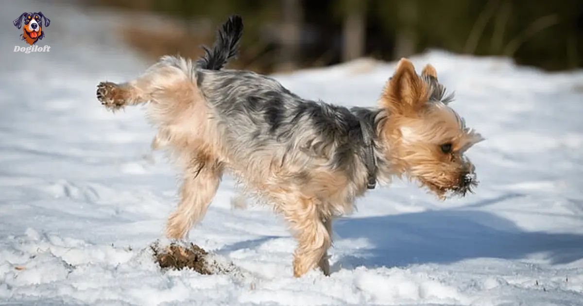 How Long Can a Dog Go Without Peeing?