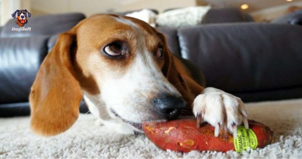 Potential Risks of Eating Sweet Potatoes for dogs