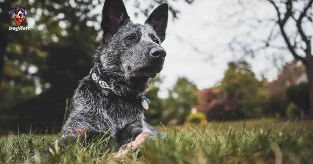 Is the Blue Heeler Australian Shepherd Mix a Good Family Dog?