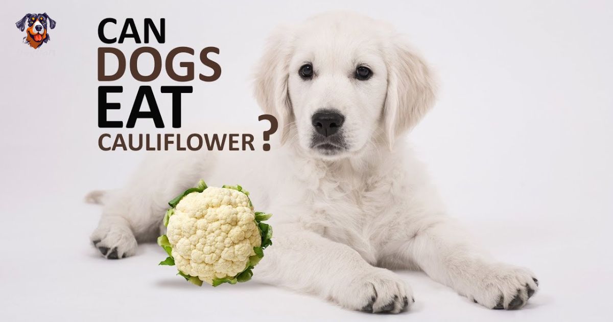 Can Dogs Eat Cauliflower