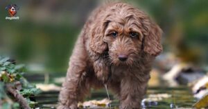 Labradoodles Shed