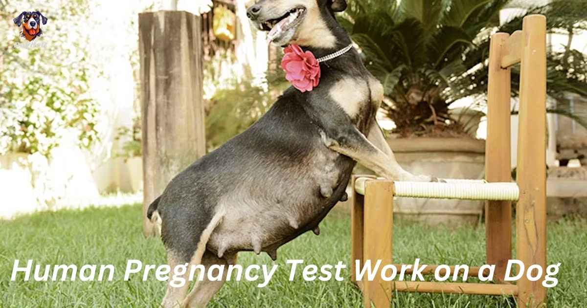 Human Pregnancy Test Work on a Dog?