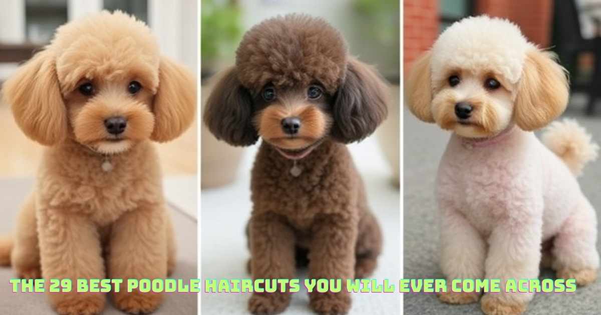 poodle haircuts