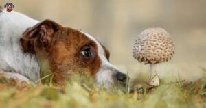 Can Dogs Eat Mushrooms?