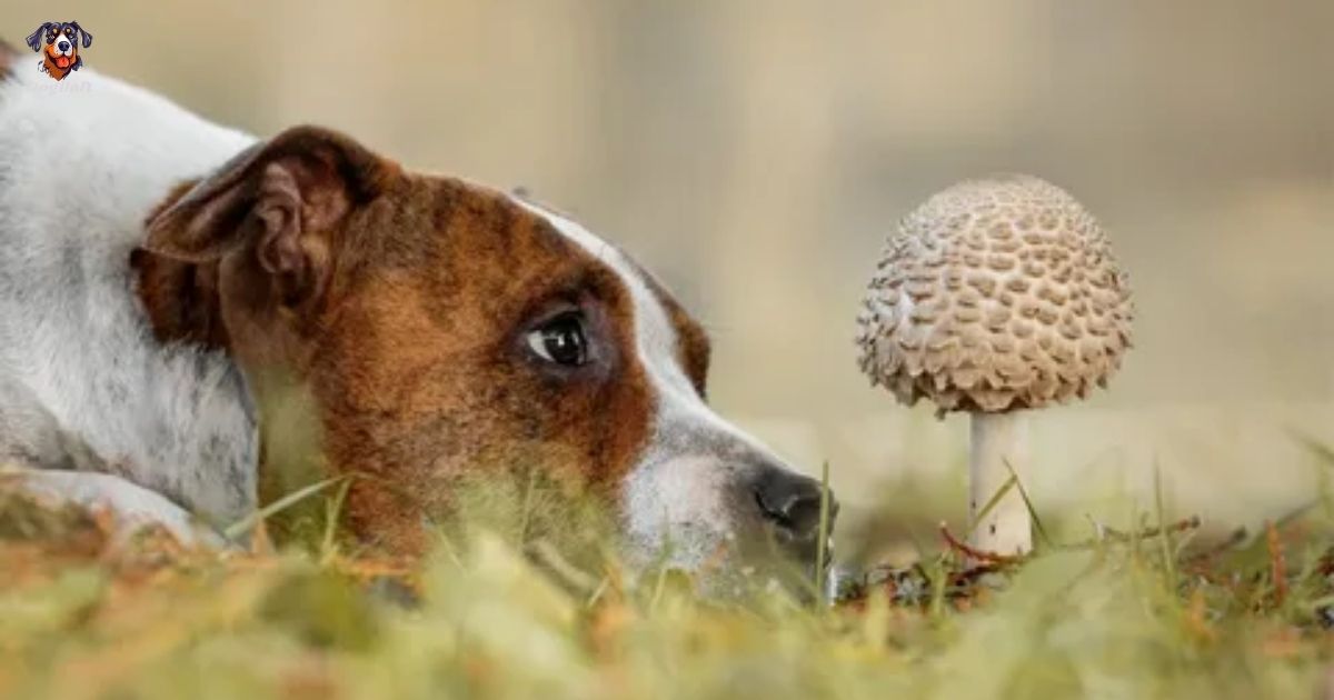 Can Dogs Eat Mushrooms?